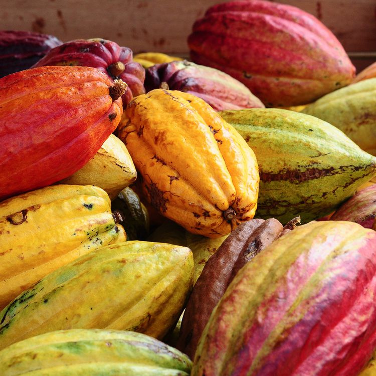 Premium Cocoa Beans